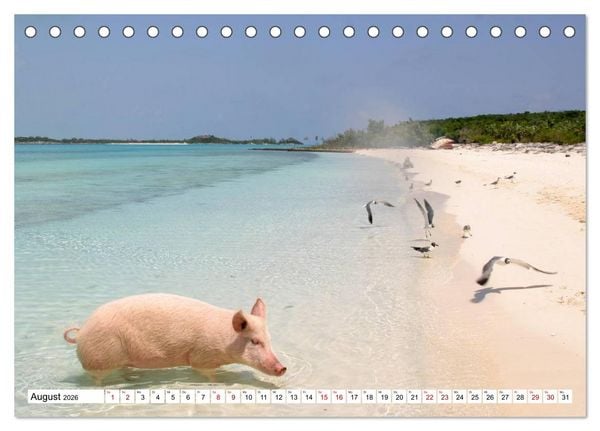 Produktbild: Schweine im Dauerurlaub auf den Bahamas! (Tischkalender 2026 DIN A5 quer), CALVENDO Monatskalender