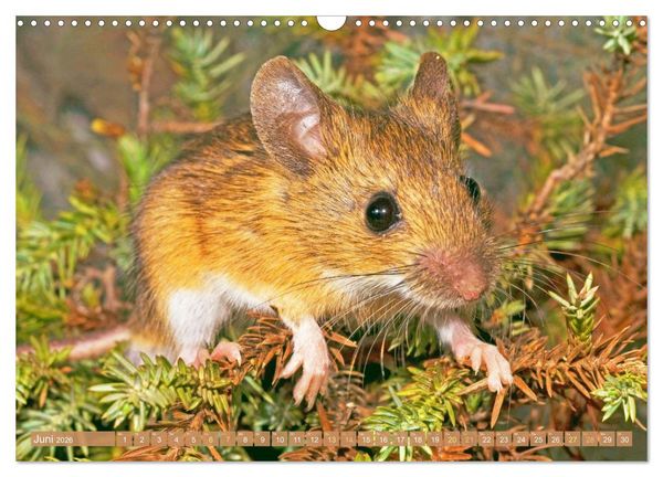 Produktbild: Zauberhafte M&auml;use: Von wegen nur Grau (Wandkalender 2026 DIN A3 quer), CALVENDO Monatskalender