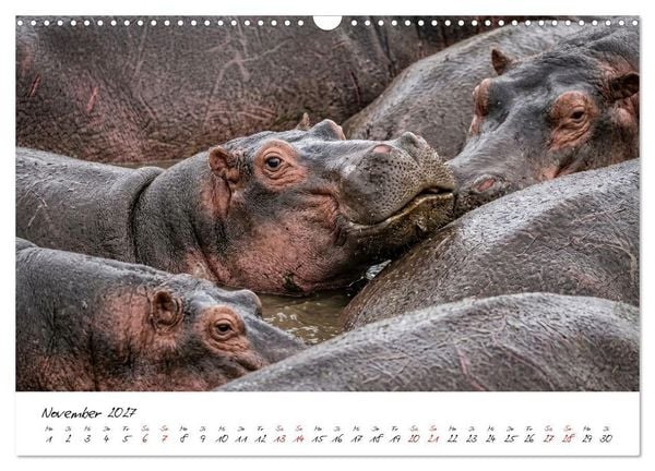 Produktbild: Better Together - Herdenmomente (Wandkalender 2027 DIN A3 quer), CALVENDO Monatskalender