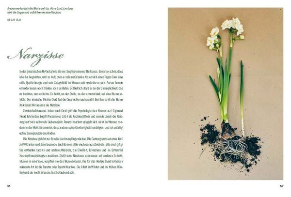 Produktbild: Der Garten der Bibel