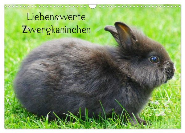 Produktbild: Liebenswerte Zwergkaninchen (Wandkalender 2026 DIN A3 quer), CALVENDO Monatskalender