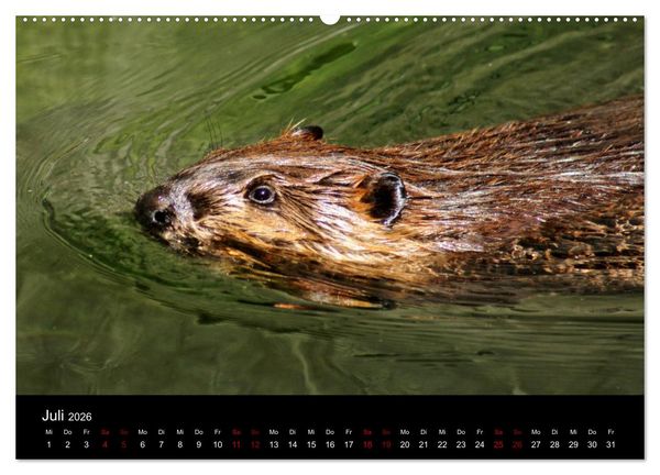Produktbild: Das Leben der Biber (hochwertiger Premium Wandkalender 2026 DIN A2 quer), Kunstdruck in Hochglanz