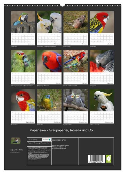 Produktbild: Papageien - Graupapagei, Rosella und Co. (hochwertiger Premium Wandkalender 2026 DIN A2 hoch), Kunstdruck in Hochglanz