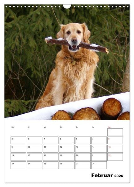 Produktbild: Gl&uuml;cklicher Golden Retriever (Wandkalender 2026 DIN A3 hoch), CALVENDO Monatskalender