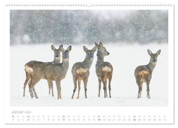 Produktbild: Rehwild 2026 (hochwertiger Premium Wandkalender 2026 DIN A2 quer), Kunstdruck in Hochglanz