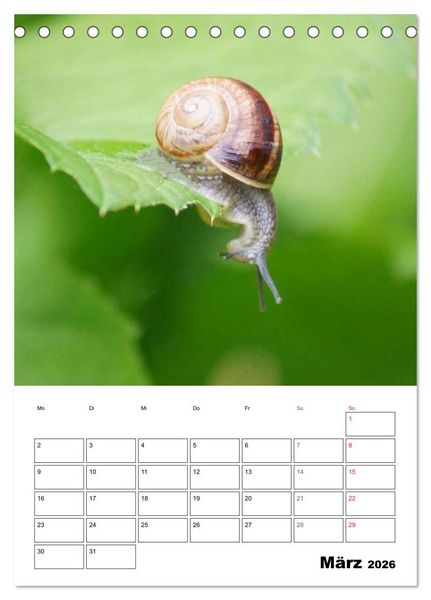 Produktbild: Die geheimnisvolle Welt der Schnecken (Tischkalender 2026 DIN A5 hoch), CALVENDO Monatskalender