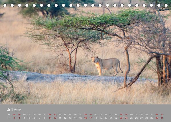 Produktbild: Die Magie der K&ouml;nige der Tiere (Tischkalender 2022 DIN A5 quer)