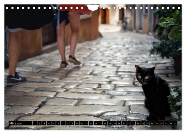 Produktbild: Die Katzen von Rovinj (Wandkalender 2026 DIN A4 quer), CALVENDO Monatskalender