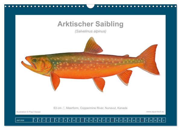 Produktbild: Fisch als Kunst 2026: Amerikanische Saiblinge (Wandkalender 2026 DIN A3 quer), CALVENDO Monatskalender