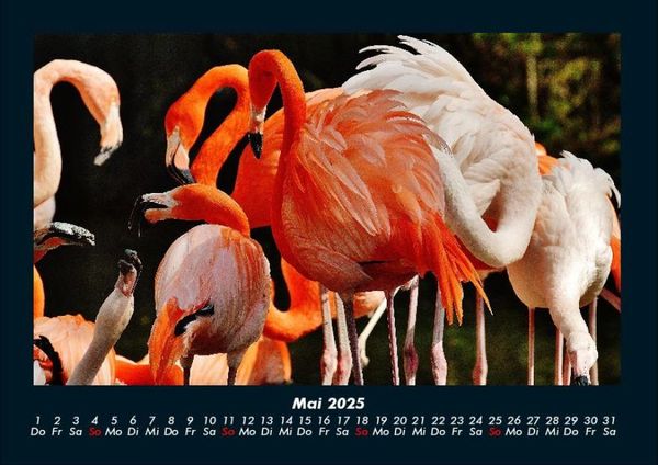Produktbild: Welt der Tiere 2025 Fotokalender DIN A4