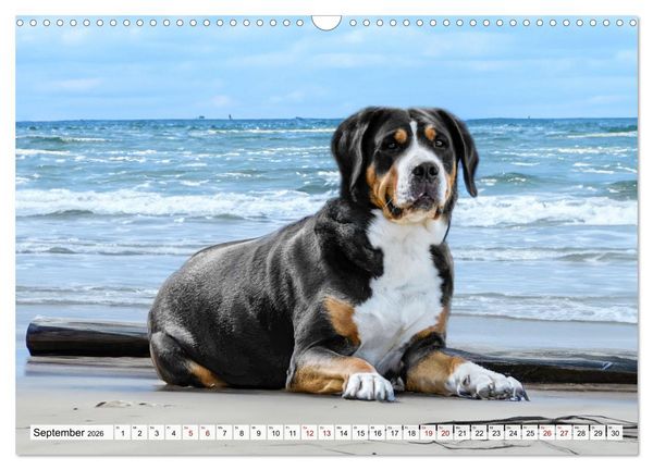 Produktbild: Gro&szlig;e Schweizer - Gigantische Sennenhunde (Wandkalender 2026 DIN A3 quer), CALVENDO Monatskalender