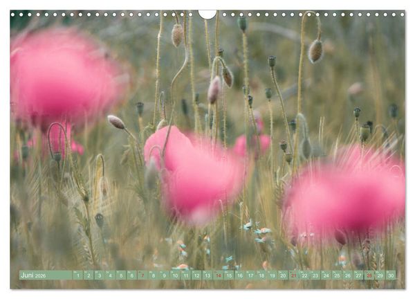Produktbild: Mohnblumen - Fotografie mit Magie (Wandkalender 2026 DIN A3 quer), CALVENDO Monatskalender