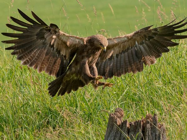 Produktbild: CALVENDO Puzzle Heimische GREIFV&Ouml;GEL Adler Milan Bussard Weihe Sperber 1000 Teile Lege-Gr&ouml;&szlig;e 640 x 480 cm Foto-Puzzle Bild von Arne W&uuml;nsche
