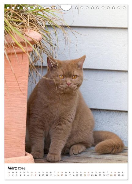Produktbild: bezaubernde Britisch Kurzhaar Katzen (Wandkalender 2026 DIN A4 hoch), CALVENDO Monatskalender