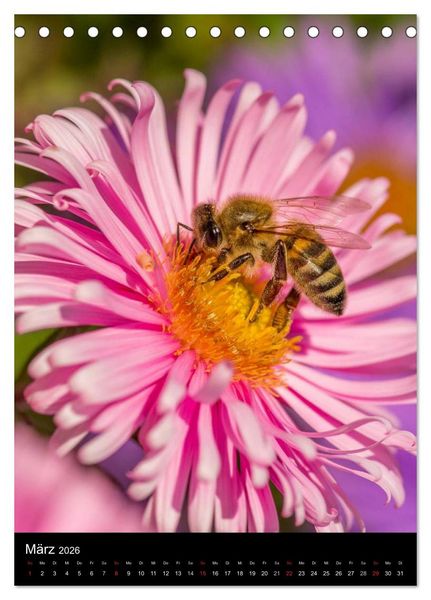 Produktbild: Bienen (Tischkalender 2026 DIN A5 hoch), CALVENDO Monatskalender