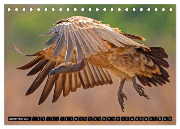 Produktbild: Safari durch das S&uuml;dliche Afrika (Tischkalender 2026 DIN A5 quer), CALVENDO Monatskalender