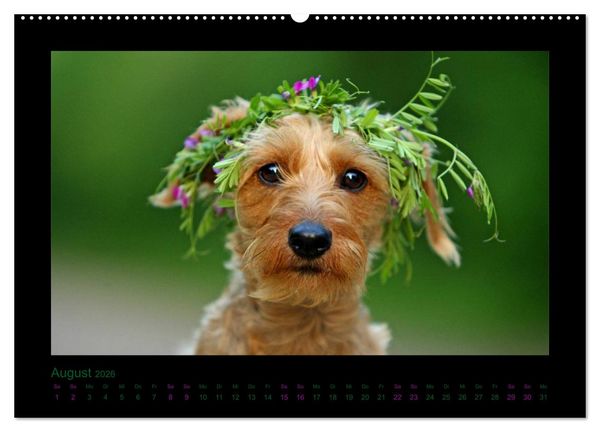 Produktbild: Elli Pirelli... aus dem Leben eines fr&ouml;hlichen Pinscher-Dackel-M&auml;dels (hochwertiger Premium Wandkalender 2026 DIN A2 quer), Kunstdruck in Hochglanz