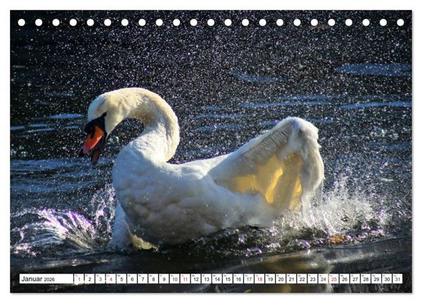 Produktbild: Elegante Schw&auml;ne (Tischkalender 2026 DIN A5 quer), CALVENDO Monatskalender