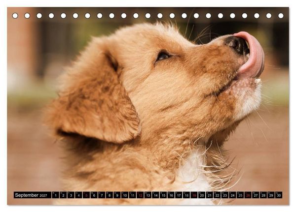 Produktbild: Nova Scotia Duck Tolling Retriever (Tischkalender 2027 DIN A5 quer), CALVENDO Monatskalender