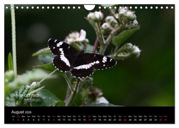 Produktbild: Beautiful British Butterflies (Wall Calendar 2026 DIN A4 landscape), CALVENDO 12 Month Wall Calendar