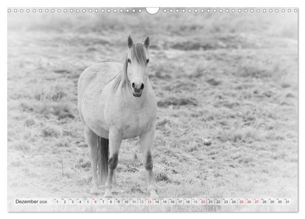 Produktbild: Emotionale Momente: Wei&szlig;e Pferde in schwarzwei&szlig;. (Wandkalender 2026 DIN A3 quer), CALVENDO Monatskalender