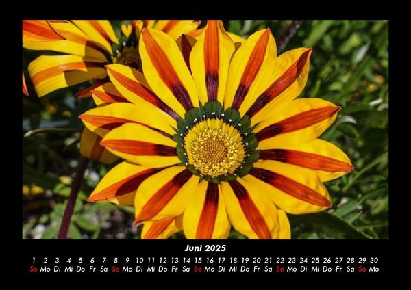 Produktbild: Blumenzauber 2025 Fotokalender DIN A3