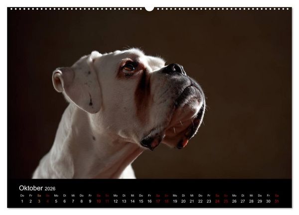 Produktbild: Liebenswerte Boxer (Wandkalender 2026 DIN A2 quer), CALVENDO Monatskalender