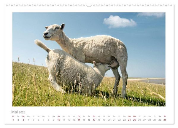 Produktbild: Nordsee Schafe (hochwertiger Premium Wandkalender 2026 DIN A2 quer), Kunstdruck in Hochglanz