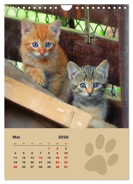 Produktbild: Wilde T&auml;tzchen, kleine wilde Katzen entdecken die Welt (Wandkalender 2026 DIN A4 hoch), CALVENDO Monatskalender