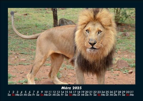 Produktbild: L&ouml;wen in der Wildnis 2025 Fotokalender DIN A5