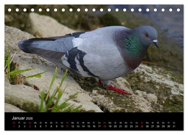 Produktbild: Tauben in der Stadt (Tischkalender 2026 DIN A5 quer), CALVENDO Monatskalender