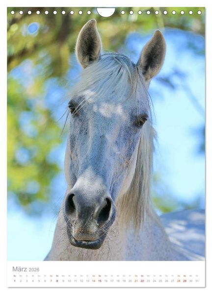 Produktbild: Caballos - Die sch&ouml;nen Pferde Spaniens (Wandkalender 2026 DIN A4 hoch), CALVENDO Monatskalender