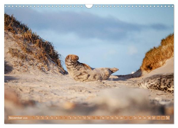 Produktbild: Kegelrobben - Die Kegelrobben von Helgoland (Wandkalender 2026 DIN A3 quer), CALVENDO Monatskalender