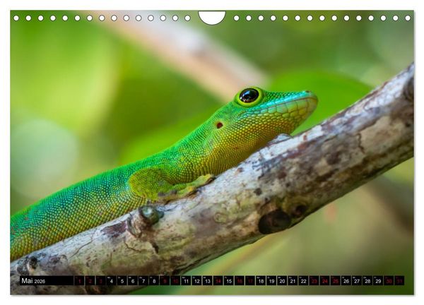 Produktbild: Seychellen - Das wahre Paradies (Wandkalender 2026 DIN A4 quer), CALVENDO Monatskalender