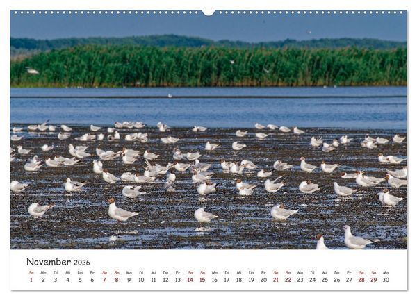 Produktbild: Donau-Delta (Wandkalender 2026 DIN A2 quer), CALVENDO Monatskalender