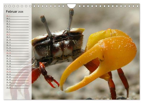 Produktbild: Krabben. Witzige Monster (Wandkalender 2026 DIN A4 quer), CALVENDO Monatskalender