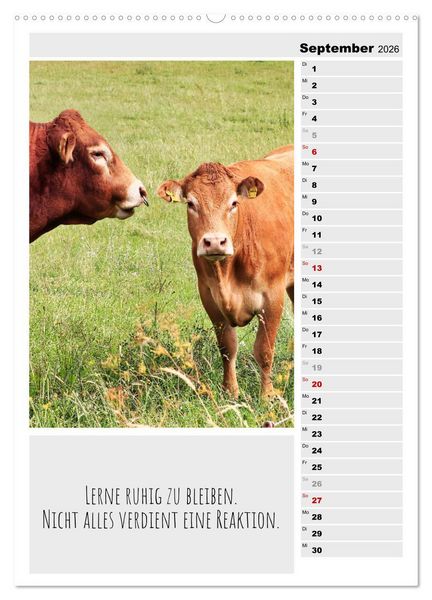 Produktbild: Coole Rindviecher (hochwertiger Premium Wandkalender 2026 DIN A2 hoch), Kunstdruck in Hochglanz