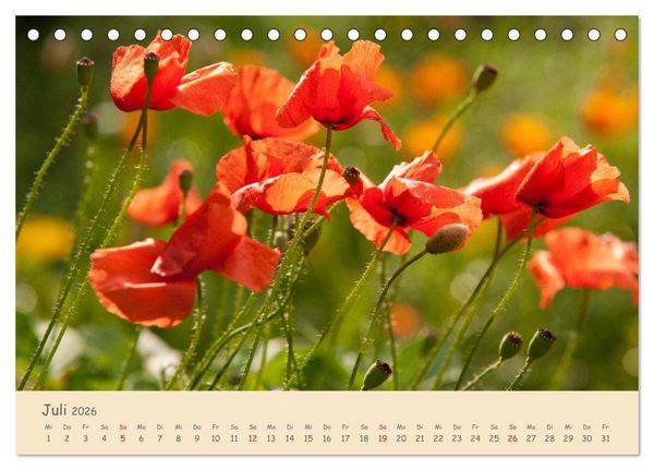 Produktbild: Mohnblumen - rote Sch&ouml;nheiten (Tischkalender 2026 DIN A5 quer), CALVENDO Monatskalender