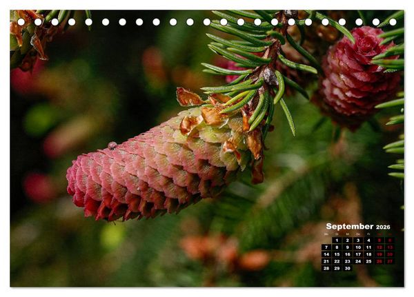 Produktbild: B&auml;ume im Detail (Tischkalender 2026 DIN A5 quer), CALVENDO Monatskalender