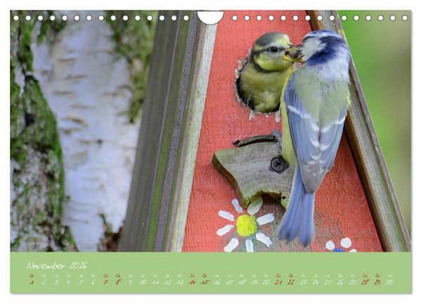 Produktbild: Die Blaumeise, Gast in unserem Garten (Wandkalender 2026 DIN A4 quer), CALVENDO Monatskalender