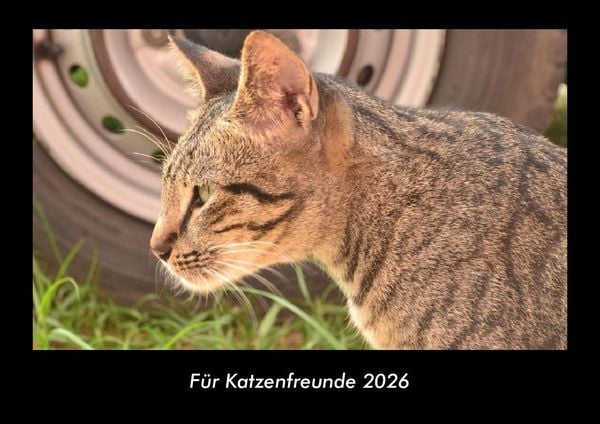 Für Katzenfreunde 2026 Fotokalender DIN A3