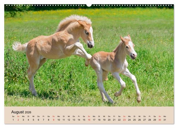 Produktbild: Haflinger Fohlen (Wandkalender 2026 DIN A2 quer), CALVENDO Monatskalender