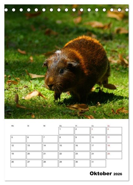 Produktbild: Meerschweinchen Terminplaner (Tischkalender 2026 DIN A5 hoch), CALVENDO Monatskalender