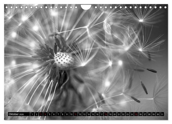 Produktbild: Pusteblume - Impressionen in schwarzwei&szlig; (Wandkalender 2026 DIN A4 quer), CALVENDO Monatskalender