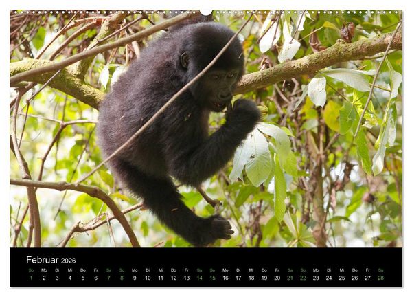 Produktbild: Ugandas friedliche Berggorillas (Wandkalender 2026 DIN A2 quer), CALVENDO Monatskalender