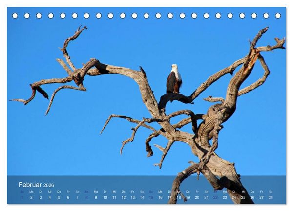 Produktbild: Botswana Wildlife (Tischkalender 2026 DIN A5 quer), CALVENDO Monatskalender