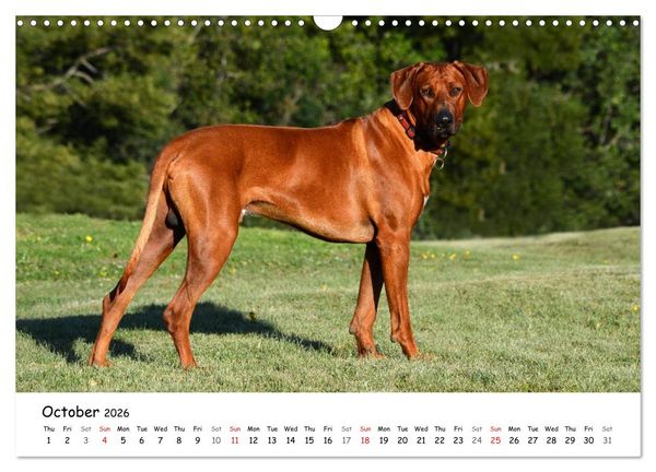 Produktbild: Rhodesian Ridgebacks (Wall Calendar 2026 DIN A3 landscape), CALVENDO 12 Month Wall Calendar