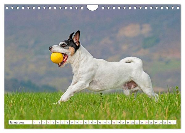 Produktbild: 100000 Volt auf vier Pfoten - Jack und Parson Russell Terrier (Wandkalender 2026 DIN A4 quer), CALVENDO Monatskalender