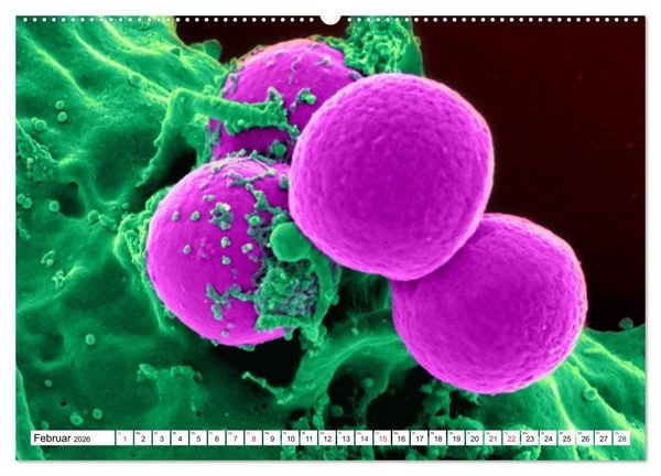 Produktbild: Mikrobiologie. Mikroorganismen, Genetik und Zellen (Wandkalender 2026 DIN A2 quer), CALVENDO Monatskalender