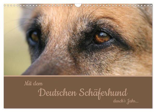 Produktbild: Mit dem Deutschen Sch&auml;ferhund durch's Jahr (Wandkalender 2026 DIN A3 quer), CALVENDO Monatskalender